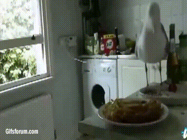 seagull eating in a kitchen